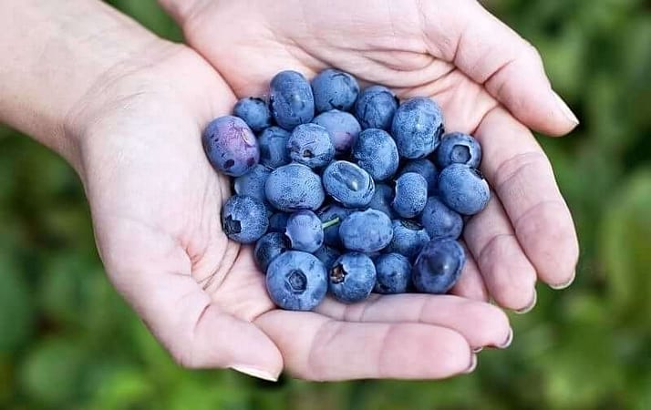 how-long-does-blueberries-last