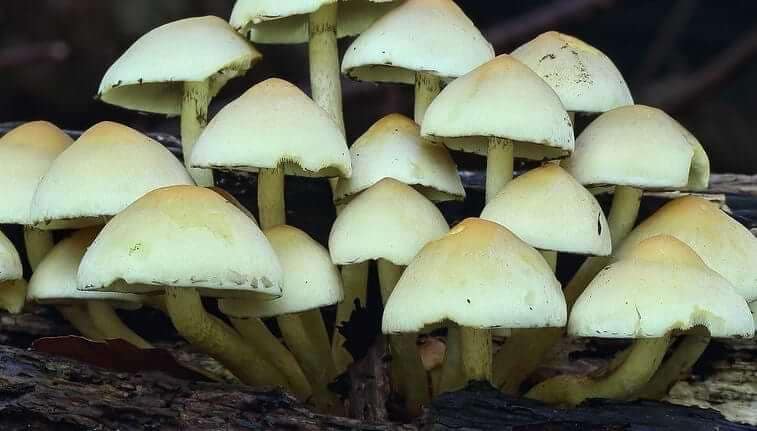 how-long-do-mushrooms-last-in-the-fridge